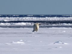 07C A Polar Bear Runs Away From Us On Day 4 Of Floe Edge Adventure Nunavut Canada